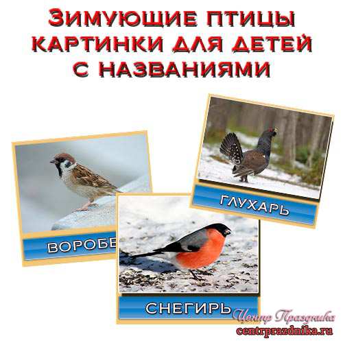 Зимующие птицы картинки для детей с названиями