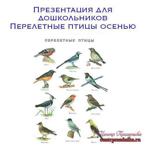 Презентация для дошкольников перелетные птицы осенью